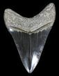 Black Megalodon Tooth - Catherine Sound, Georgia #31596-1